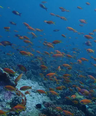 Tauchen wie im Aquarium